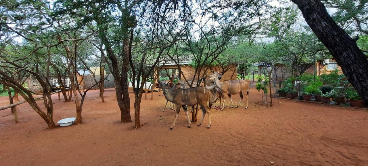 462 Bosbok Chalets Marloth Park Exteriér fotografie