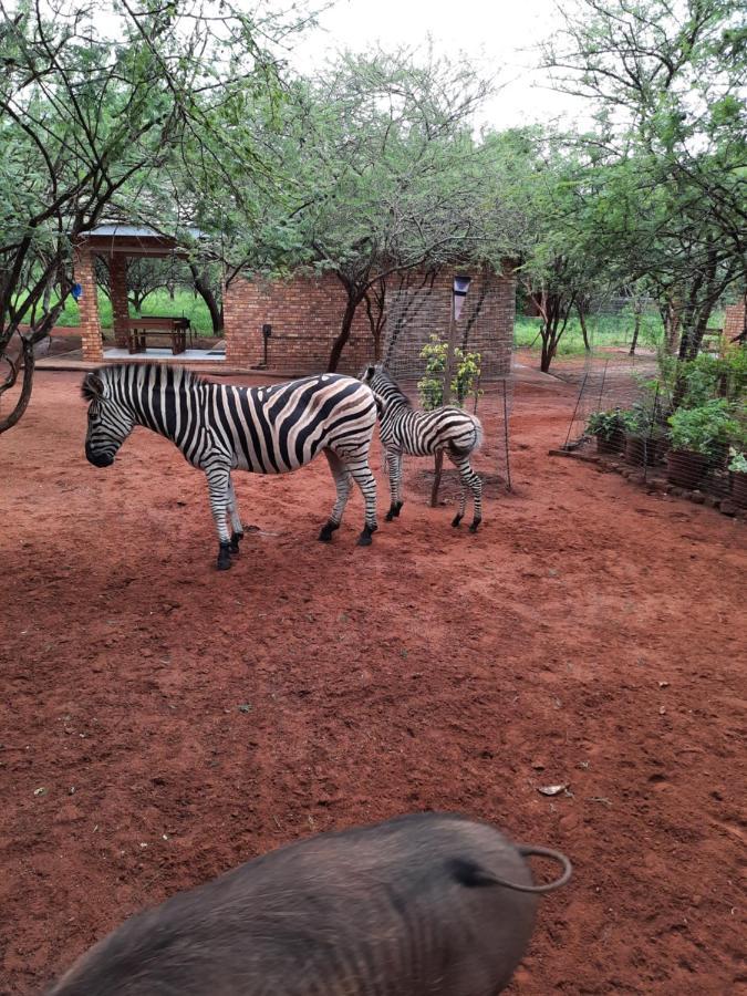 462 Bosbok Chalets Marloth Park Exteriér fotografie