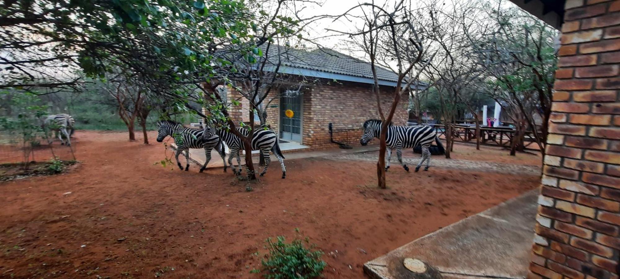 462 Bosbok Chalets Marloth Park Exteriér fotografie